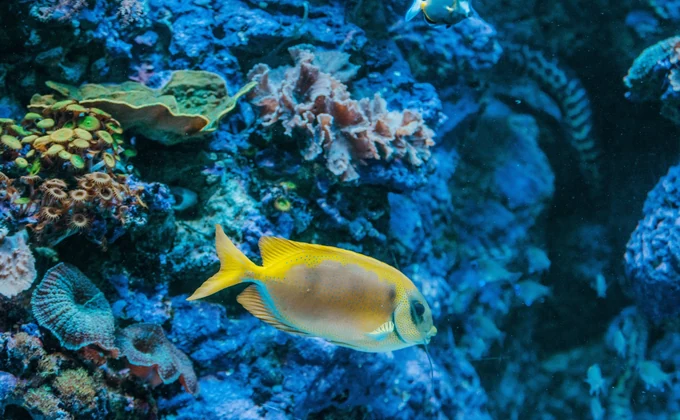 SPS/LPS 混养缸如何控制盐度波动