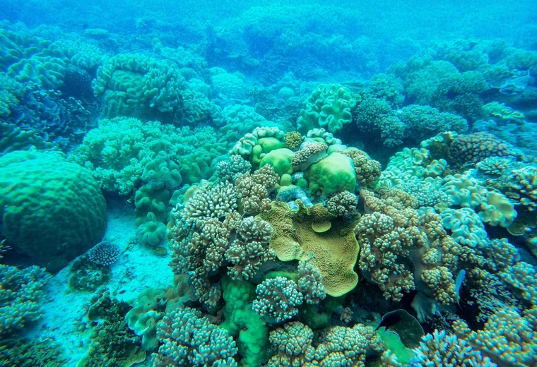 水族馆珊瑚环境