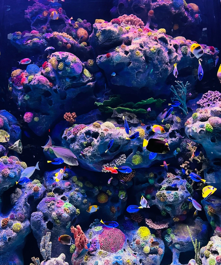 海水珊瑚缸实景图