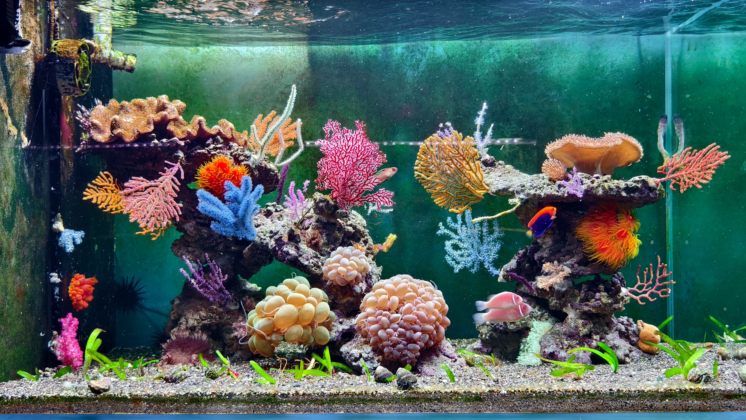 水族电商卖家为什么适合珊瑚海盐