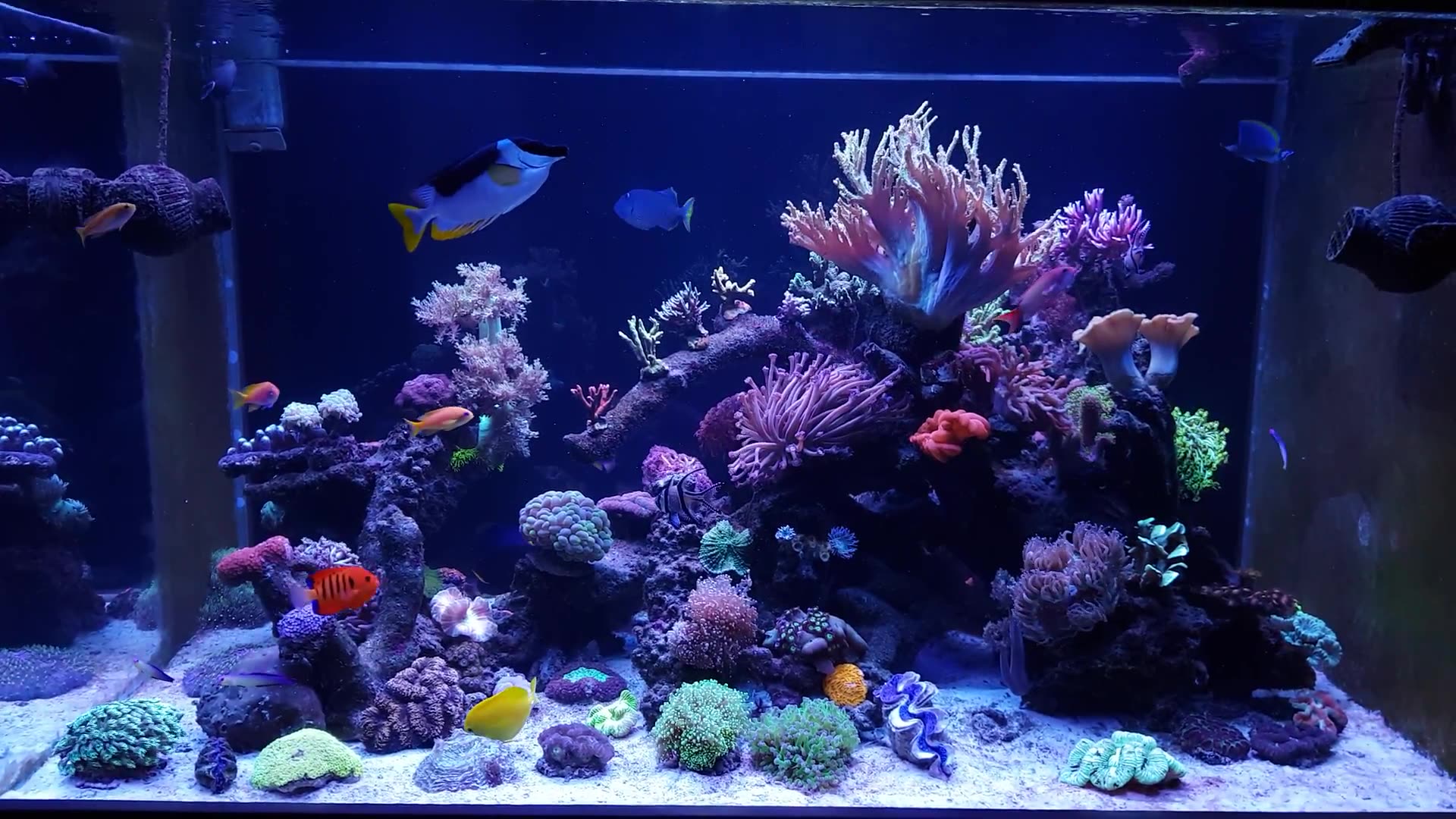 换水后珊瑚不开,问题可能出在新水