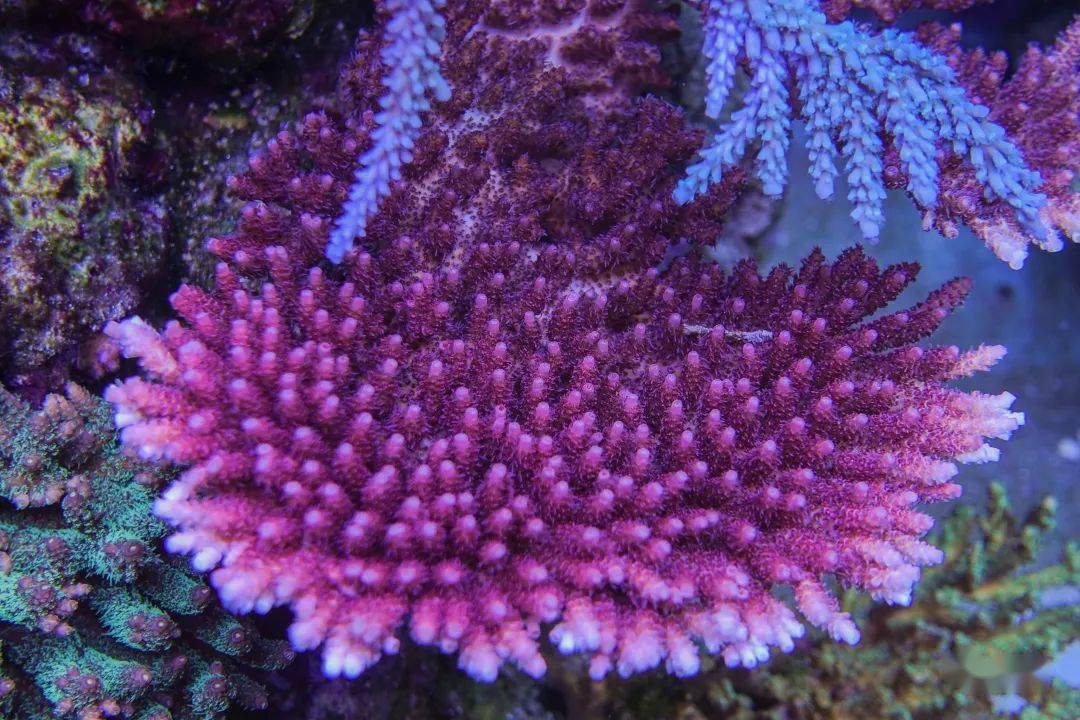 海缸新手最容易犯的10个错误,前3个都和盐有关