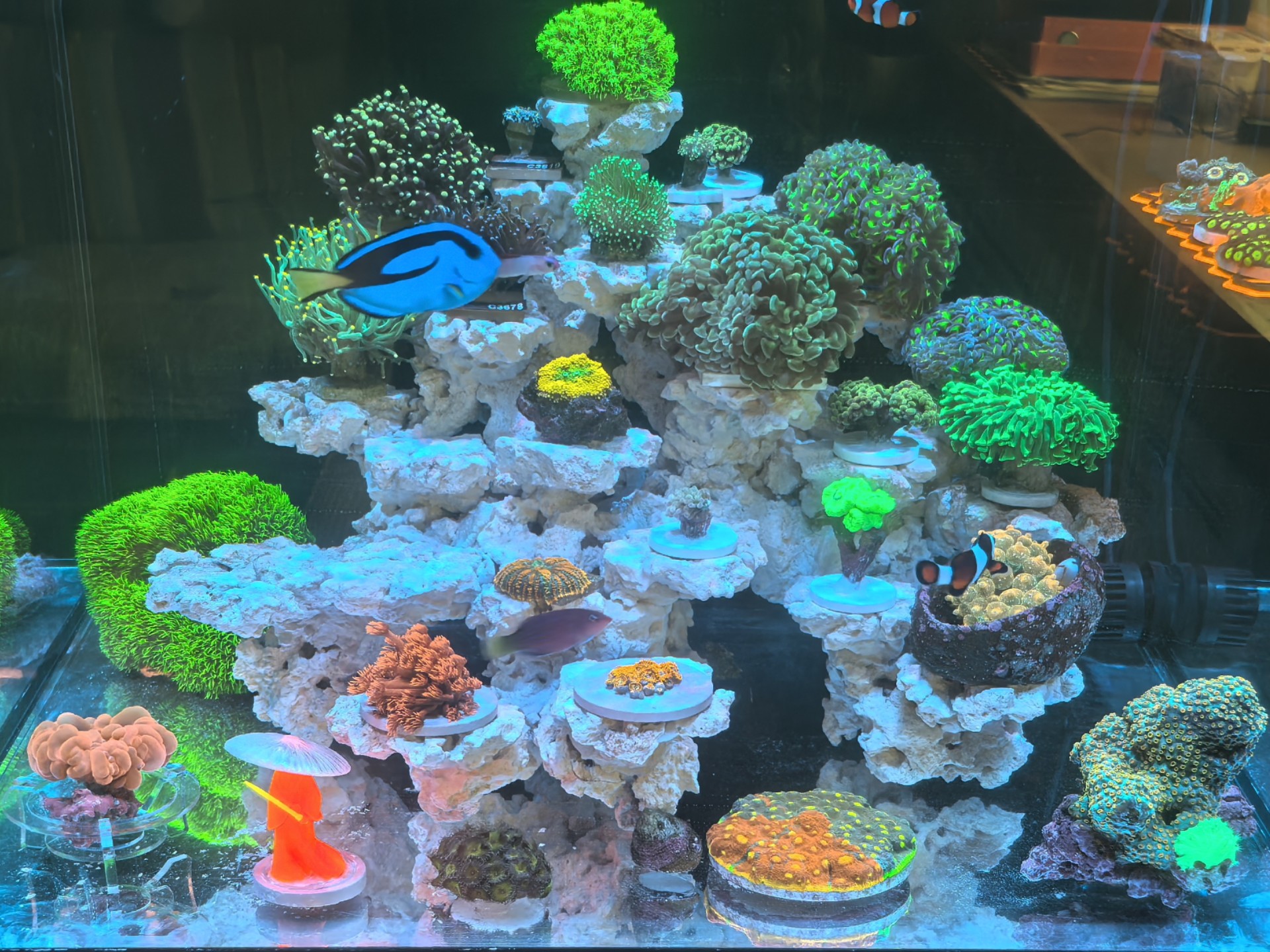 珊瑚海盐：为海水缸稳定而生的专业海盐