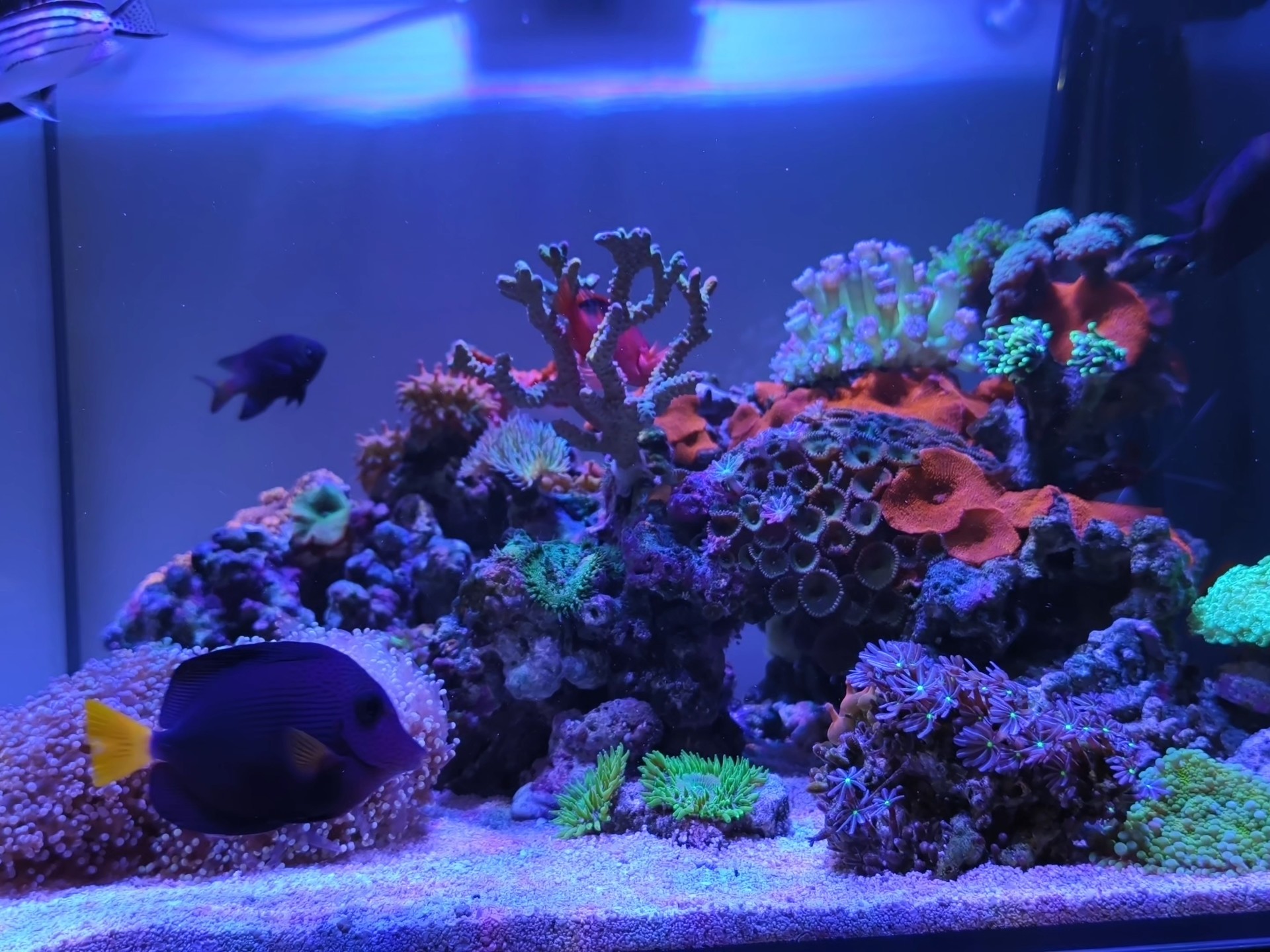 海缸灯开多久，新手先定时长再动强度
