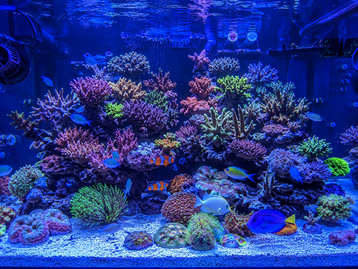 海缸NO3一直是0正常吗？新手应该怎么看待NO3